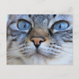 Gray Cat Postkarte