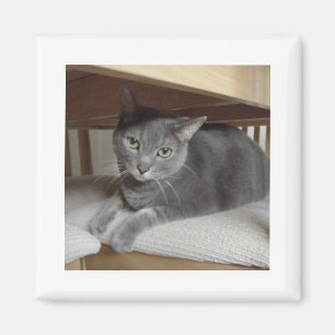 Gray Cat Russian Blue Magnet