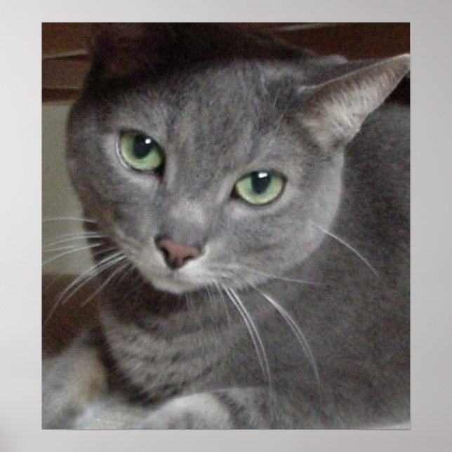 Gray Cat Russian Blue Poster (Vorne)