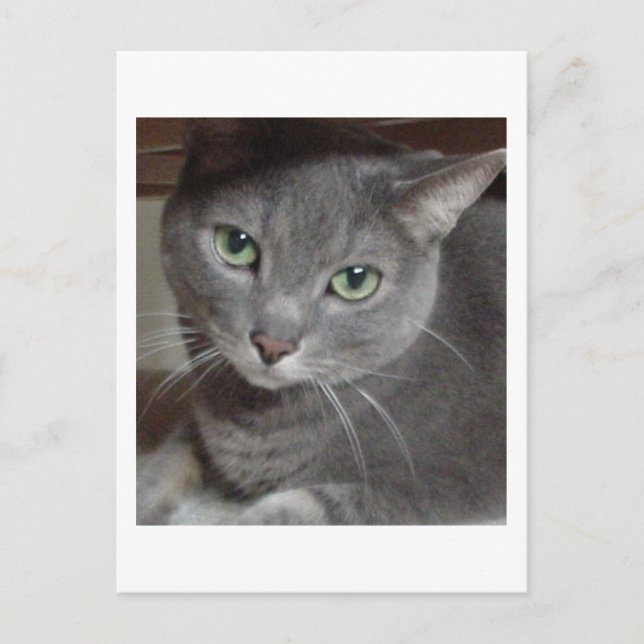 Gray Cat Russian Blue Postkarte (Vorderseite)