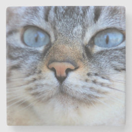 Gray Cat Steinuntersetzer