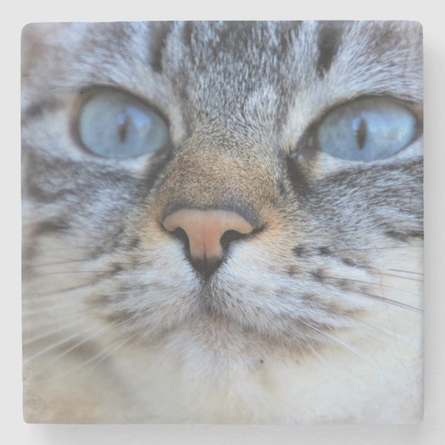 Gray Cat Steinuntersetzer (Vorderseite)