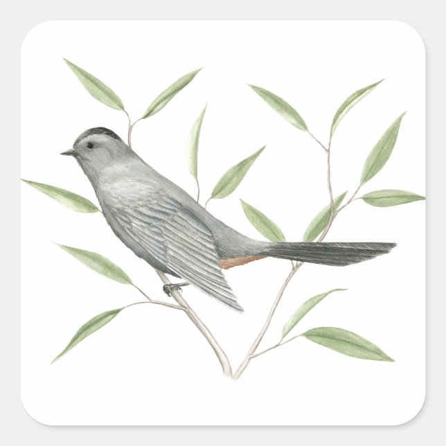 Gray Catbird Bird Art Sticker (Vorderseite)