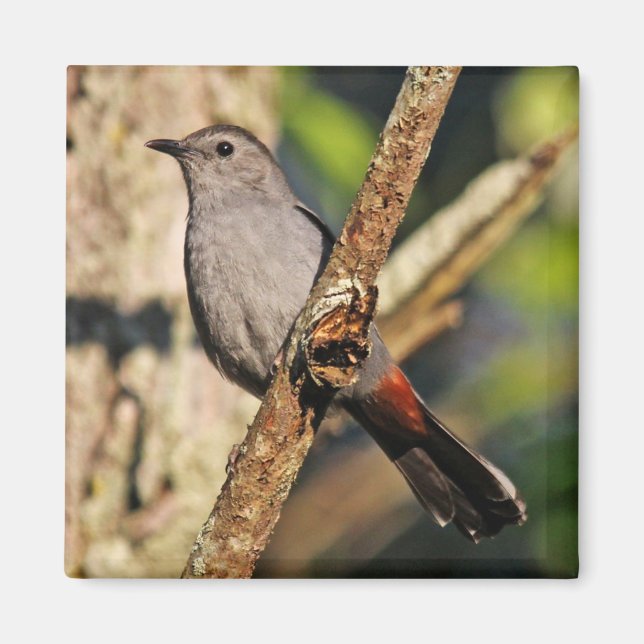 Gray Catbird Magnet (Vorne)