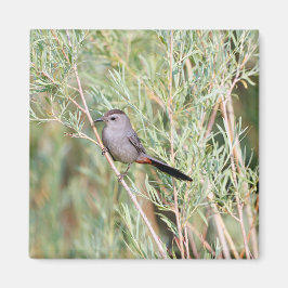Gray Catbird Magnet