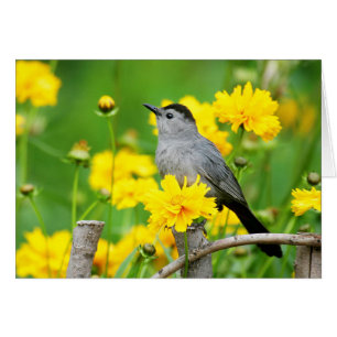 Gray Catbird on wooden fence