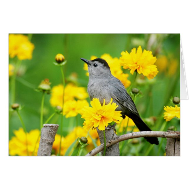 Gray Catbird on wooden fence (Vorderseite (Horizontal))