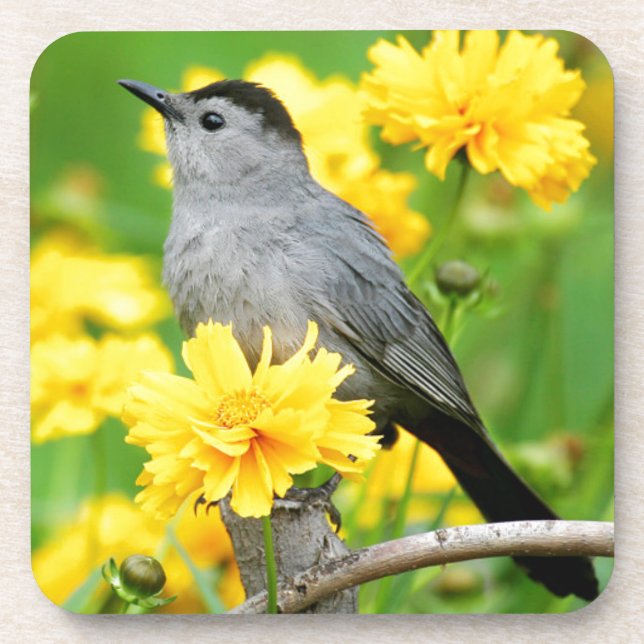 Gray Catbird on wooden fence Getränkeuntersetzer (Vorderseite)
