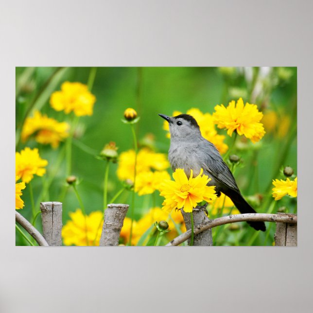 Gray Catbird on wooden fence Poster (Vorne)