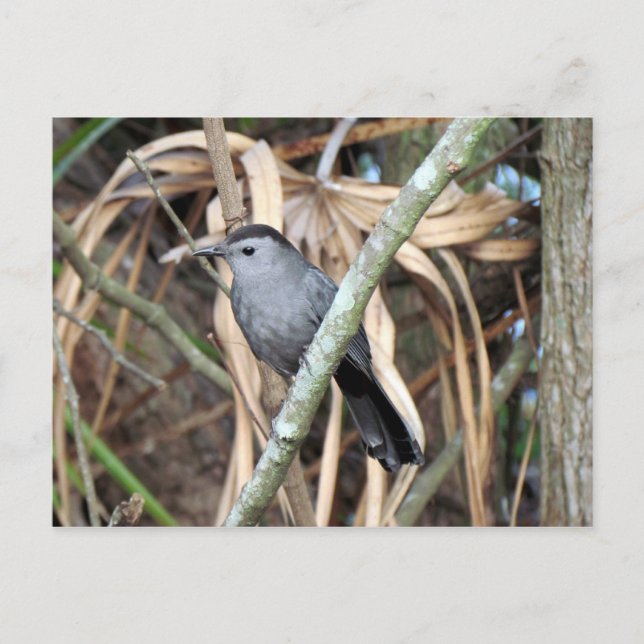 Gray Catbird Postcard Postkarte (Vorderseite)