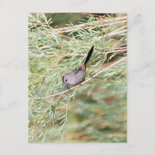 Gray Catbird Postkarte