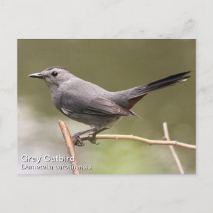 Gray Catbird Postkarte