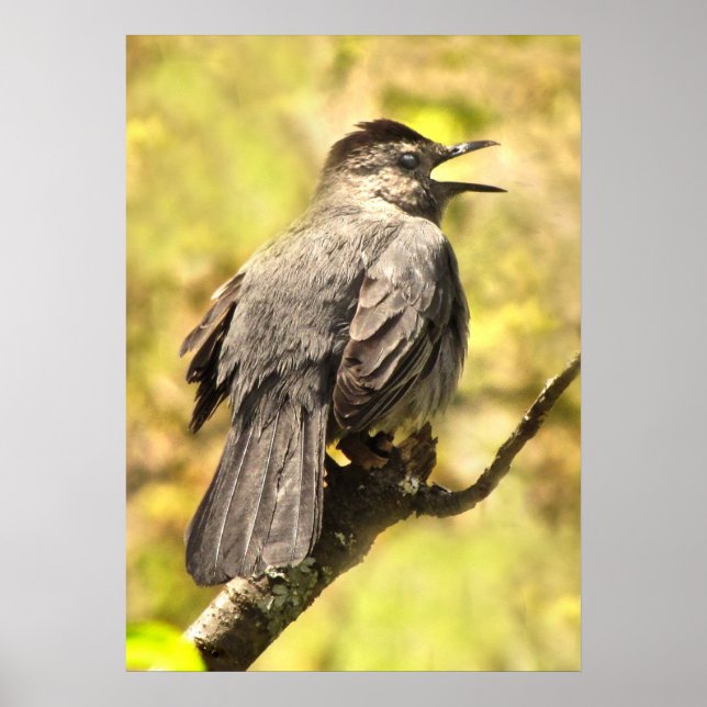 Gray Catbird singt sein Song Poster (Vorne)