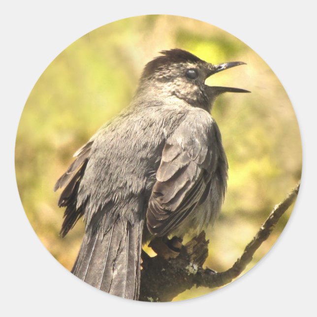 Gray Catbird singt seinen Song Sticker (Vorderseite)