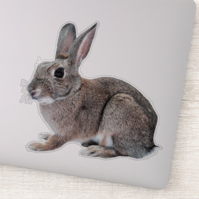 Gray Cottontail Rabbit Pet Bunny  Aufkleber (Detail)