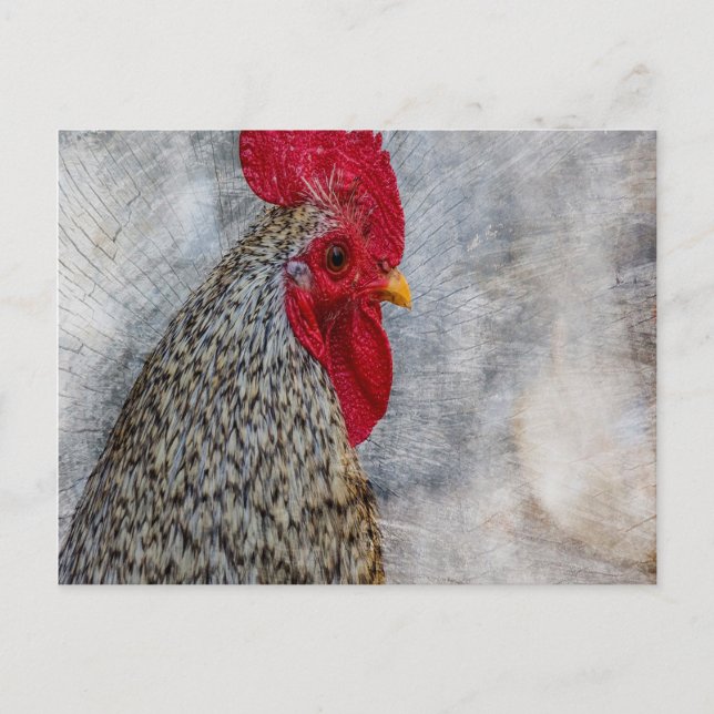 Gray Country Rooster Postkarte (Vorderseite)
