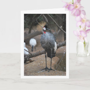 Gray Crowned Crane African Bird Karte
