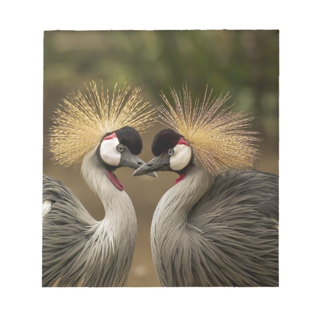 Gray Crowned Crane Notizblock (Vorderseite)