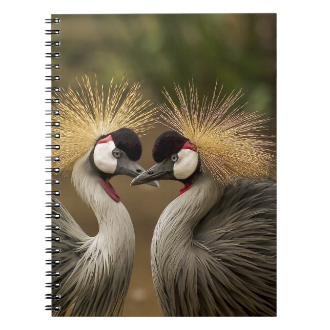 Gray Crowned Crane Notizblock (Vorderseite)