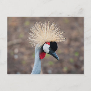 Gray Crowned Crane Postkarte