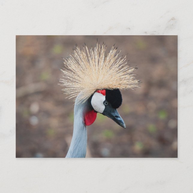 Gray Crowned Crane Postkarte (Vorderseite)