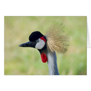Gray Crowned Crane Profil