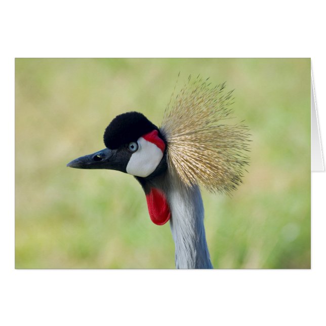 Gray Crowned Crane Profil (Vorderseite (Horizontal))