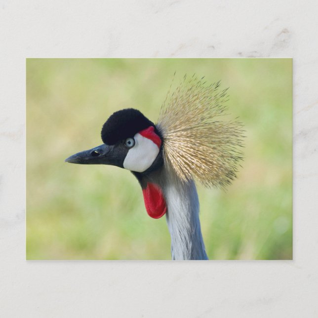 Gray Crowned Crane Profil Postkarte (Vorderseite)