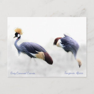 Gray Crowned Cranes Postkarte