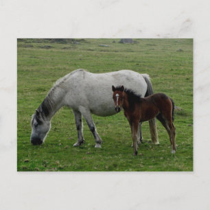 Gray Dartmoor Pony Mare and Foal Postkarte