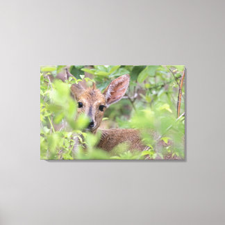 Gray Duiker (Sylvicapra grimmia), versteckt in Leinwanddruck