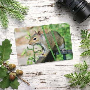 Gray Eichhörnchen Foto Postcard Postkarte