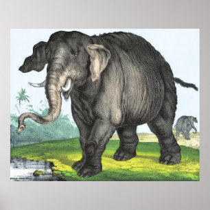 Gray Elephant Poster