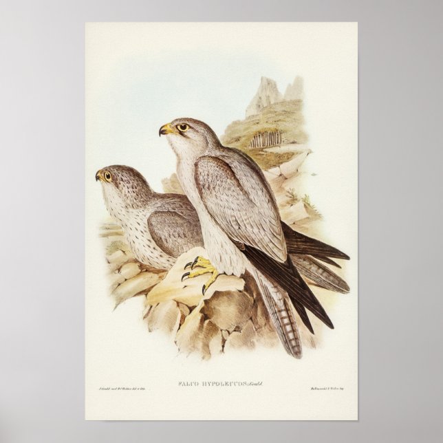 Gray Falcon von Elizabeth Gould Poster (Vorne)