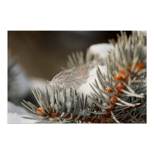 Gray Feather im Winter Evergreen Branch Poster (Vorderseite)