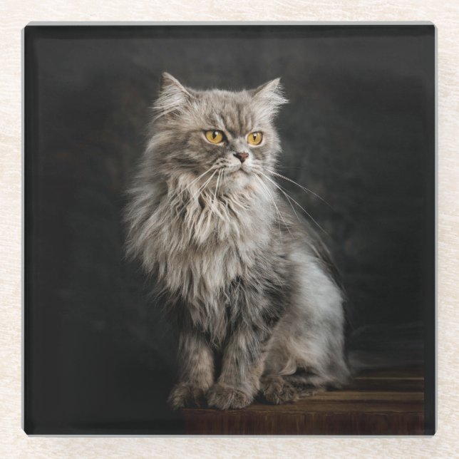 Gray Fluffy Cat Glasuntersetzer (Vorderseite)