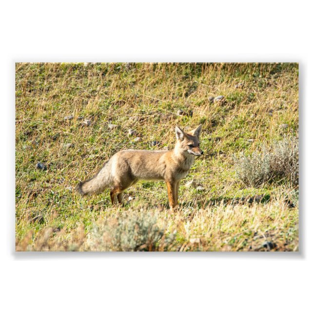 Gray Fox Fotodruck (Vorne)