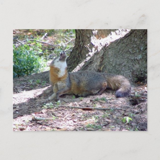Gray Fox Postcard Postkarte (Vorderseite)