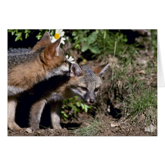 Gray Foxes-young kits (Vorderseite (Horizontal))