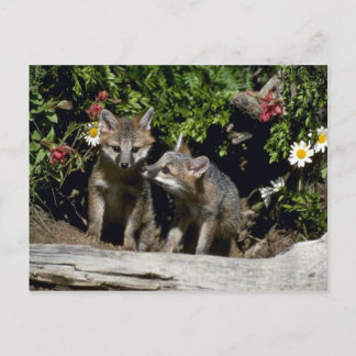 Gray Foxes-young kits at den Postkarte