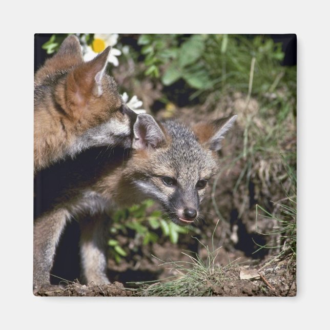 Gray Foxes-young kits Magnet (Vorne)