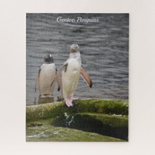 Gray Gentoo Penguin Edinburgh Zoo Schottland Puzzle
