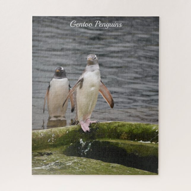 Gray Gentoo Penguin Edinburgh Zoo Schottland Puzzle (Vertikal)