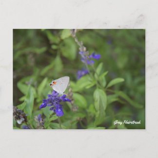 Gray Hairstreak Butterfly Postkarte