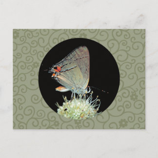 Gray Hairstreak Butterfly Postkarte