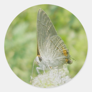 Gray Hairstreak Butterfly Stickers