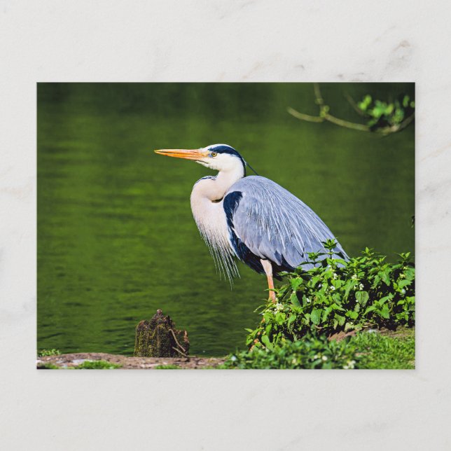 Gray Heron Bird Postkarte (Vorderseite)