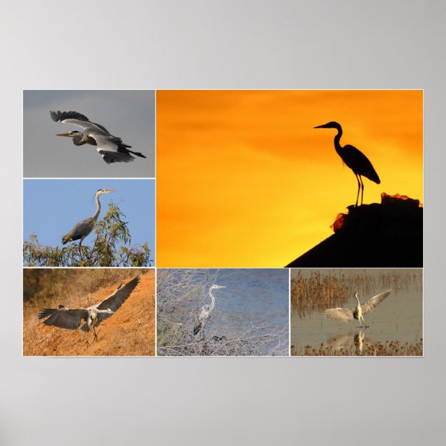 Gray Heron Collage Poster (Vorne)