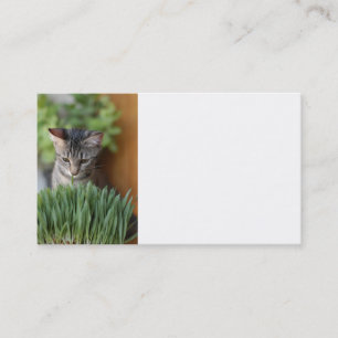Gray Kitten Business Card Visitenkarte