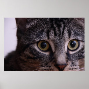 Gray Kitten Face 2 Poster
